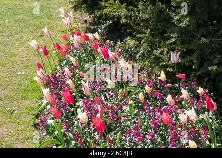 Tulpen „Marilyn“ (weißer roter Streifen) und Mariette (rosa) Stockfoto