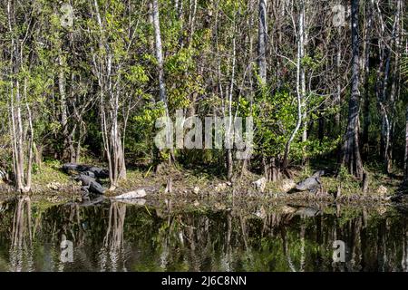 Ochopee, Florida. Drei amerikanische Alligatoren 'Alligator mississippiensis' sonnen am Ufer eines Sumpfes in den Everglades. Stockfoto