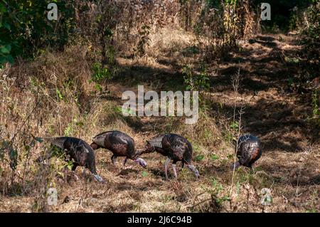 Vadnais Heights, Minnesota. John H. Allison Forest. Eine Herde von männlichen wilden Truthäuten, meleagris galopavo, die im Wald suchen. Stockfoto