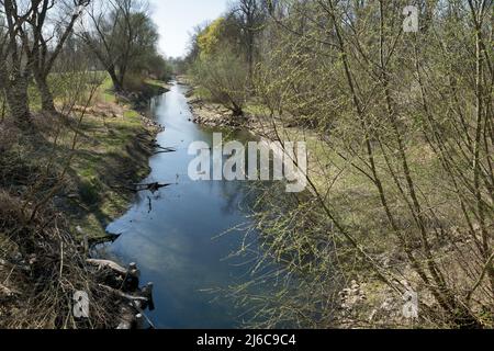 Alte Rhein- und Auenwälder im Frühjahr bei Leopoldshafen, Deutschland Stockfoto