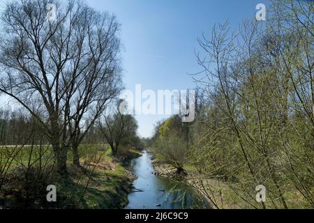 Alte Rhein- und Auenwälder im Frühjahr bei Leopoldshafen, Deutschland Stockfoto