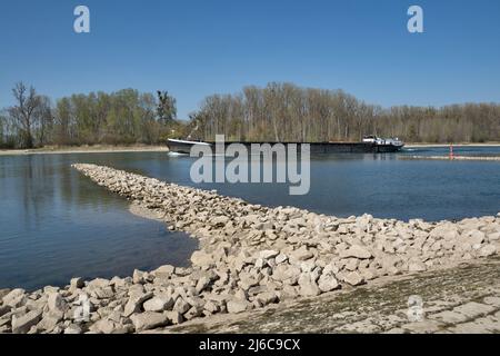 Schiff auf dem Rhein im Frühjahr, bei Leopoldshafen, Deutschland Stockfoto