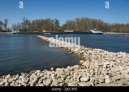 Schiff auf dem Rhein im Frühjahr, bei Leopoldshafen, Deutschland Stockfoto
