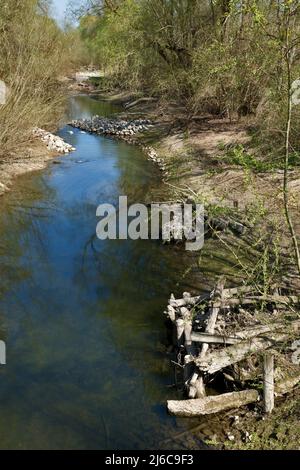 Alte Rhein- und Auenwälder im Frühjahr bei Leopoldshafen, Deutschland Stockfoto