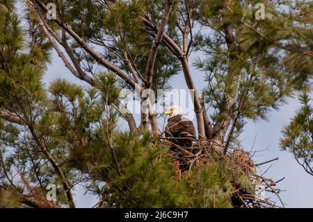 Vadnais Heights, Minnesota. John H. Allison Forest. Ein erwachsener Weißkopfseeadler, Haliaeetus leucocephalus, steht im Nest. Stockfoto