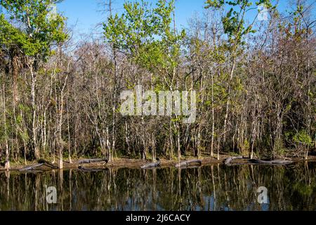 Ochopee, Florida. Sieben amerikanische Alligatoren 'Alligator mississippiensis' sonnen sich am Ufer eines Sumpfes in den Everglades. Stockfoto