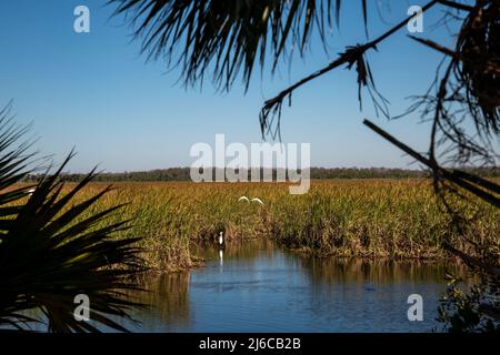 Florida. Everglades National Park. Verschneite Reiher (Egretta thula) prägen die wunderschöne Landschaft der Everglades Stockfoto