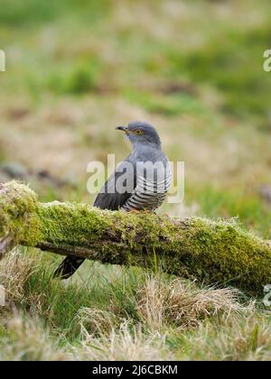 Kuckuck, Cuculus canorus, einzelner männlicher Vogel auf Barsch, Surrey, April 2022 Stockfoto