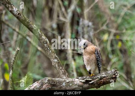 Naples, Florida; Corkscrew Swamp Sanctuary. Erwachsener, rotschulteriger Hawk (Buteo lineatus), der am Abend auf einem Bein auf der Suche nach Beute am Boden steht Stockfoto