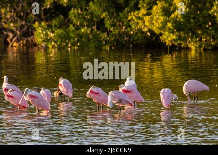 Florida. Eine Herde Roseate Löffler (Platalea ajaja), die im J.N. aufessen Ding Darling National Wildlife Refuge auf Sanibel Island. Stockfoto