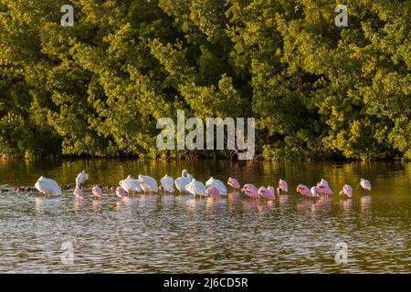 Florida. American White Pelicans, (Pelecanus erythrorhynchos) und Roseate Löffler (Platalea ajaja) im J.N. Ding Darling National Wildlife Refug Stockfoto