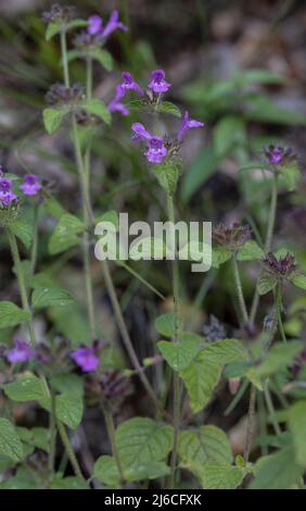 Wildes Basilikum, Clinopodium vulgare, blüht am Waldrand. Stockfoto