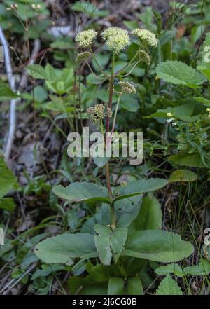 Sedum telephium ssp. Maximum, blühfest in den Schweizer Alpen. Stockfoto