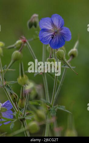 Wiesenkran-Schnabel, Geranium pratense, in Blüte auf alter Wiese. Stockfoto