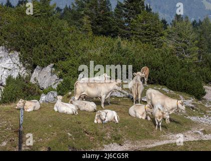 Viehweide auf einem hohen Kalksteinberg, Hochobir, (2139m) in den Karawanken, Österreich. Stockfoto