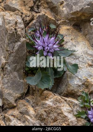 Teufelskralle, Physoplexis comosa in Blüte in Felsspalte, in den Dolomiten. Italien. Stockfoto