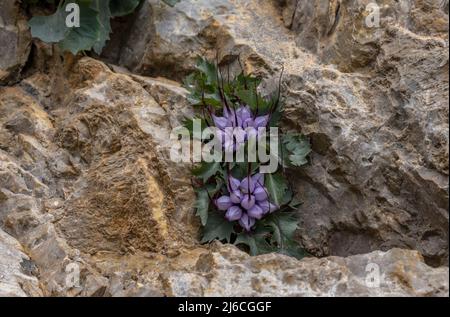 Teufelskralle, Physoplexis comosa in Blüte in Felsspalte, in den Dolomiten. Italien. Stockfoto