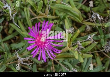 Schleppeispflanze, Delosperma cooperi, aus Südafrika. Stockfoto
