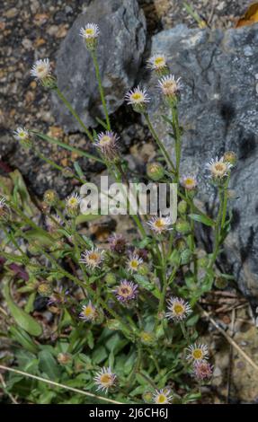 Blue Fleabane, Erigeron acer in Blüte. Stockfoto