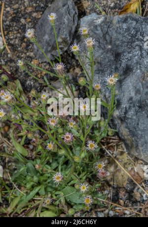 Blue Fleabane, Erigeron acer in Blüte. Stockfoto