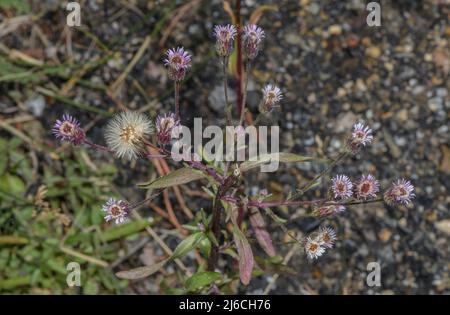 Blue Fleabane, Erigeron acer in Blüte. Stockfoto