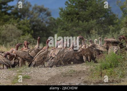 Die große Gruppe von Greifgeiern, Gyps fulvus, an einem Schlachtkörper in den Pyrenäen. Stockfoto