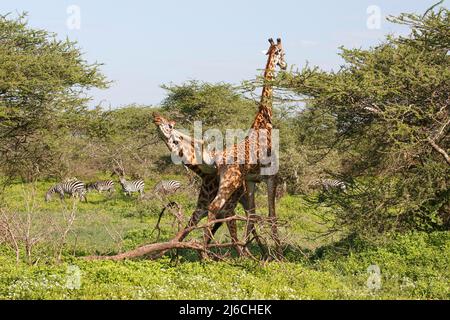 Zwei männliche Masai Giraffen (Giraffa camelopardalis tippelskirchii) kämpfen in ungewöhnlicher Weise im Norden Tansanias Stockfoto