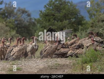 Die große Gruppe von Greifgeiern, Gyps fulvus, an einem Schlachtkörper in den Pyrenäen. Stockfoto