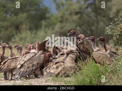 Die große Gruppe von Greifgeiern, Gyps fulvus, an einem Schlachtkörper in den Pyrenäen. Stockfoto