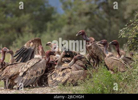 Die große Gruppe von Greifgeiern, Gyps fulvus, an einem Schlachtkörper in den Pyrenäen. Stockfoto