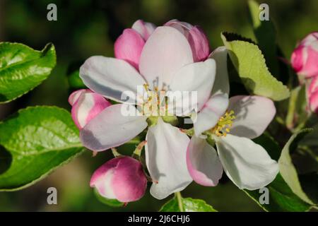 Ein Apfel blüht im Detail mit Blättern auf einem Zweig im Frühling. Stockfoto