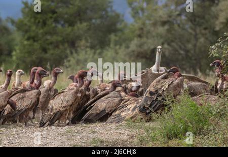 Die große Gruppe von Greifgeiern, Gyps fulvus, an einem Schlachtkörper in den Pyrenäen. Stockfoto