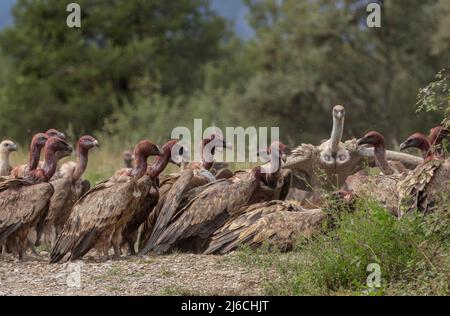 Die große Gruppe von Greifgeiern, Gyps fulvus, an einem Schlachtkörper in den Pyrenäen. Stockfoto