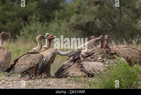 Die große Gruppe von Greifgeiern, Gyps fulvus, an einem Schlachtkörper in den Pyrenäen. Stockfoto