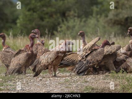 Die große Gruppe von Greifgeiern, Gyps fulvus, an einem Schlachtkörper in den Pyrenäen. Stockfoto