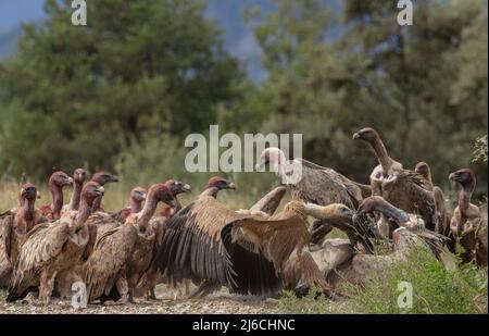 Die große Gruppe von Greifgeiern, Gyps fulvus, an einem Schlachtkörper in den Pyrenäen. Stockfoto