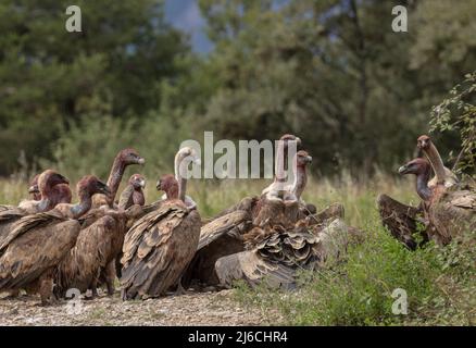 Die große Gruppe von Greifgeiern, Gyps fulvus, an einem Schlachtkörper in den Pyrenäen. Stockfoto