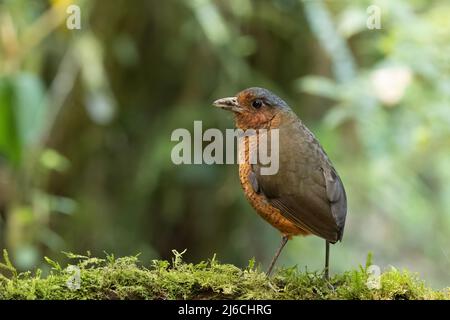 Eine riesige Antpitta in Ecuador Stockfoto