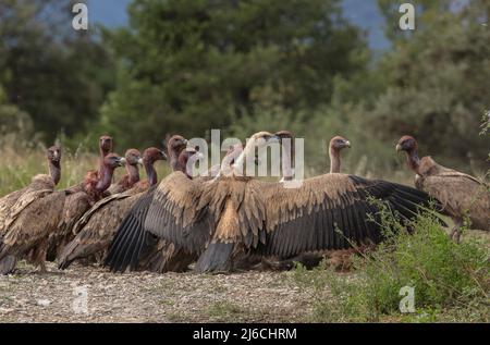 Die große Gruppe von Greifgeiern, Gyps fulvus, an einem Schlachtkörper in den Pyrenäen. Stockfoto