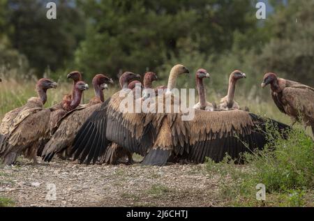 Die große Gruppe von Greifgeiern, Gyps fulvus, an einem Schlachtkörper in den Pyrenäen. Stockfoto