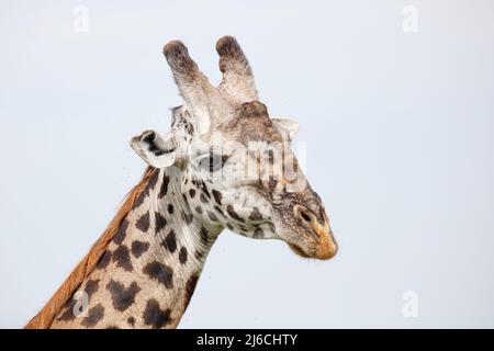 Porträt eines erwachsenen männlichen Masai Giraffe (Giraffa tippelskirchi) im Serengeti-Nationalpark Stockfoto