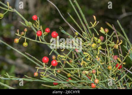 Osyris, Osyris alba in Obst im Herbst; Spanien. Stockfoto