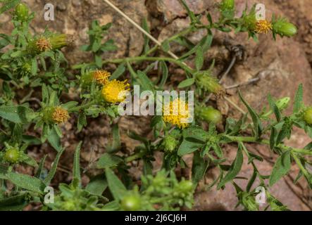 Felstee, Jasonia glutinosa, blühend auf Sandsteinklippen, Sierra de Gaura, Spanien. Stockfoto