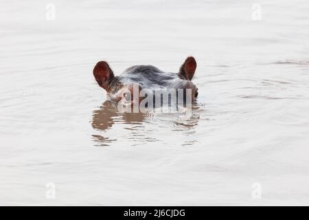 Ein junger Hippopotamus (Hippopotamus amphibius) tauchte fast vollständig in Wasser und schaute sich nervös um Stockfoto