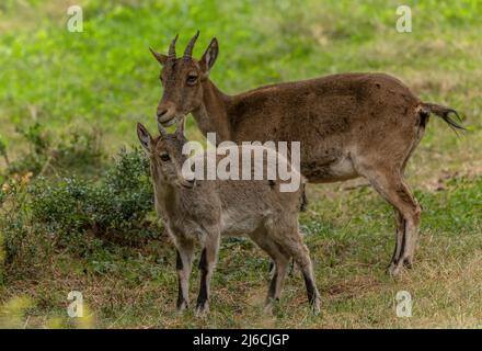 Junger iberischer Steinbock, Capra pyrenaica, mit seiner Mutter im Bergland, Spanien. Stockfoto