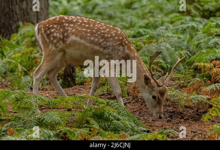 Buck Damwild, Dama dama, im frühen Herbst im Wald. Stockfoto
