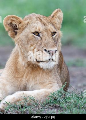 Porträt eines jungen männlichen Löwen (Panthera leo) im Ndutu Reservat in Tansania Stockfoto