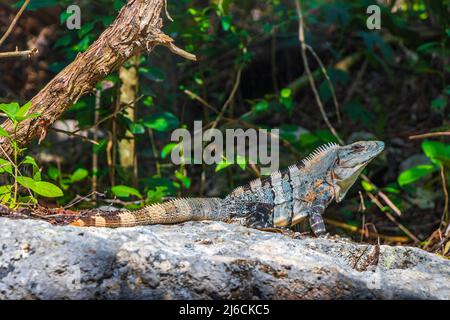 Mexican Leguan liegt auf einem Felsbrocken Natur in tropischen Wald und grünen natürlichen Hintergrund in Puerto Aventuras Quintana Roo Mexiko. Stockfoto