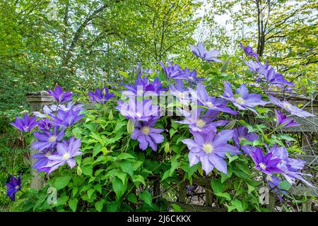 Clematis blüht am Zaun im Garten im Zentrum von Virginia. Stockfoto