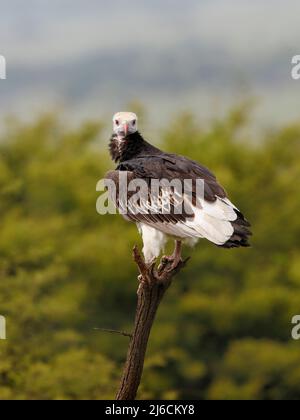 Weißkopfgeier (Trigonoceps occipitalis), der auf einem toten Zweig im Serengeti-Nationalpark thront Stockfoto